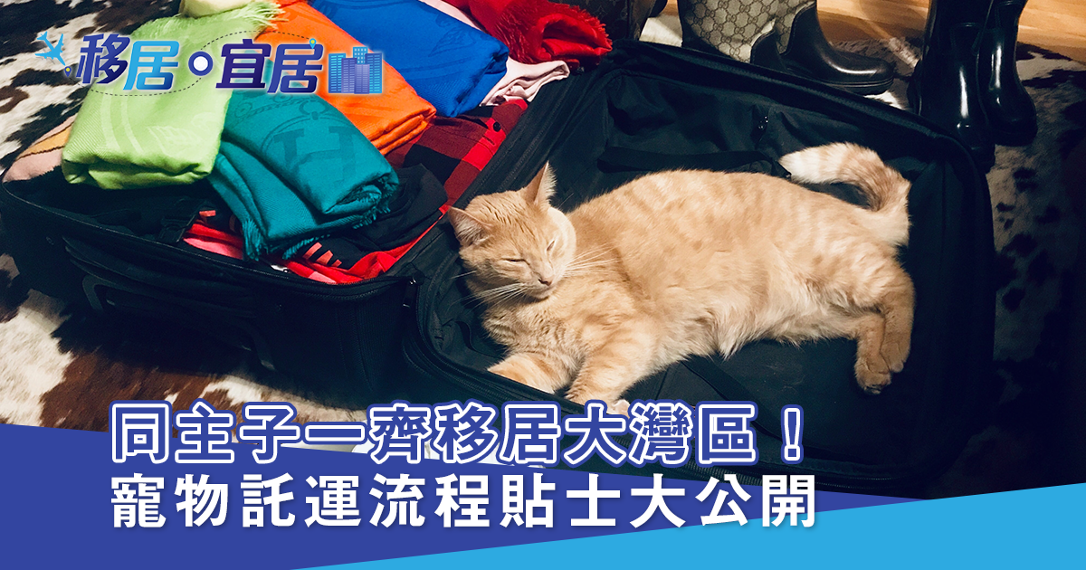 灣區寵物託運 流程貼士大公開（上）